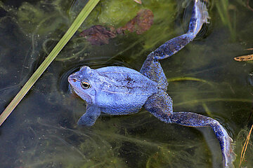 Moorfrosch