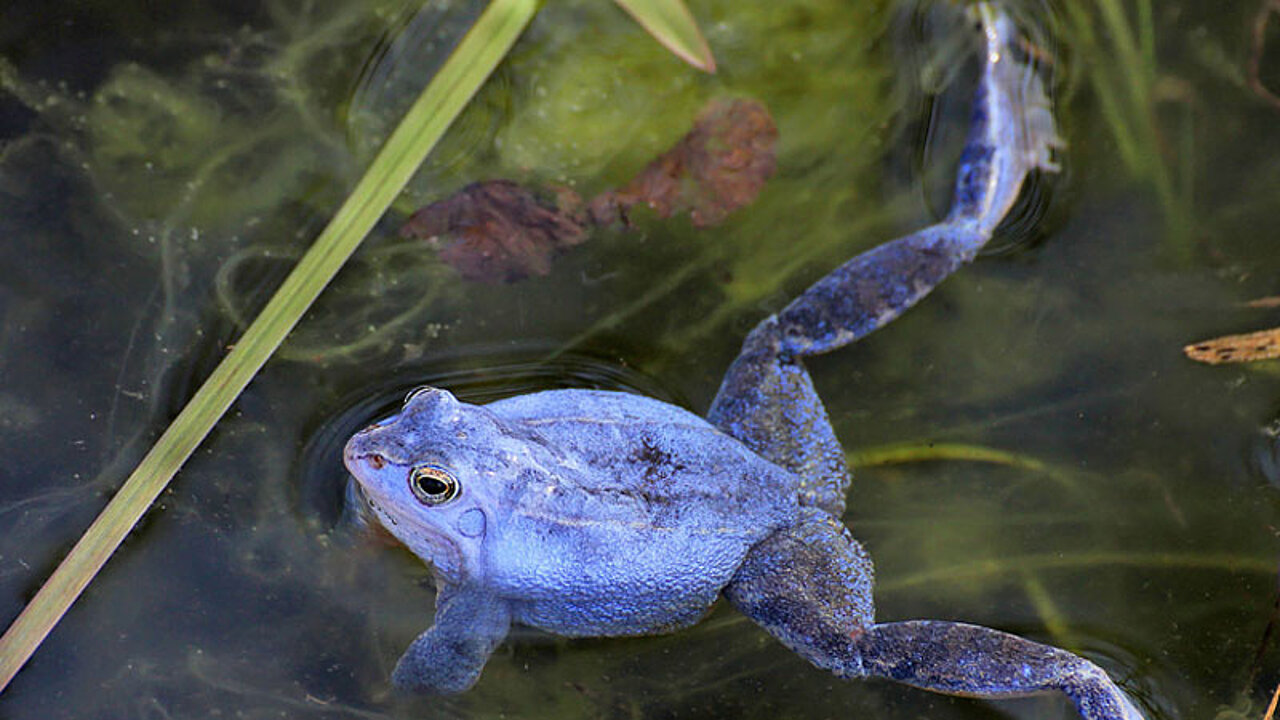 Moorfrosch