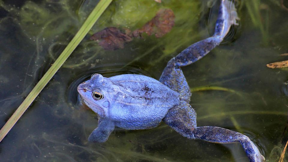 Moorfrosch
