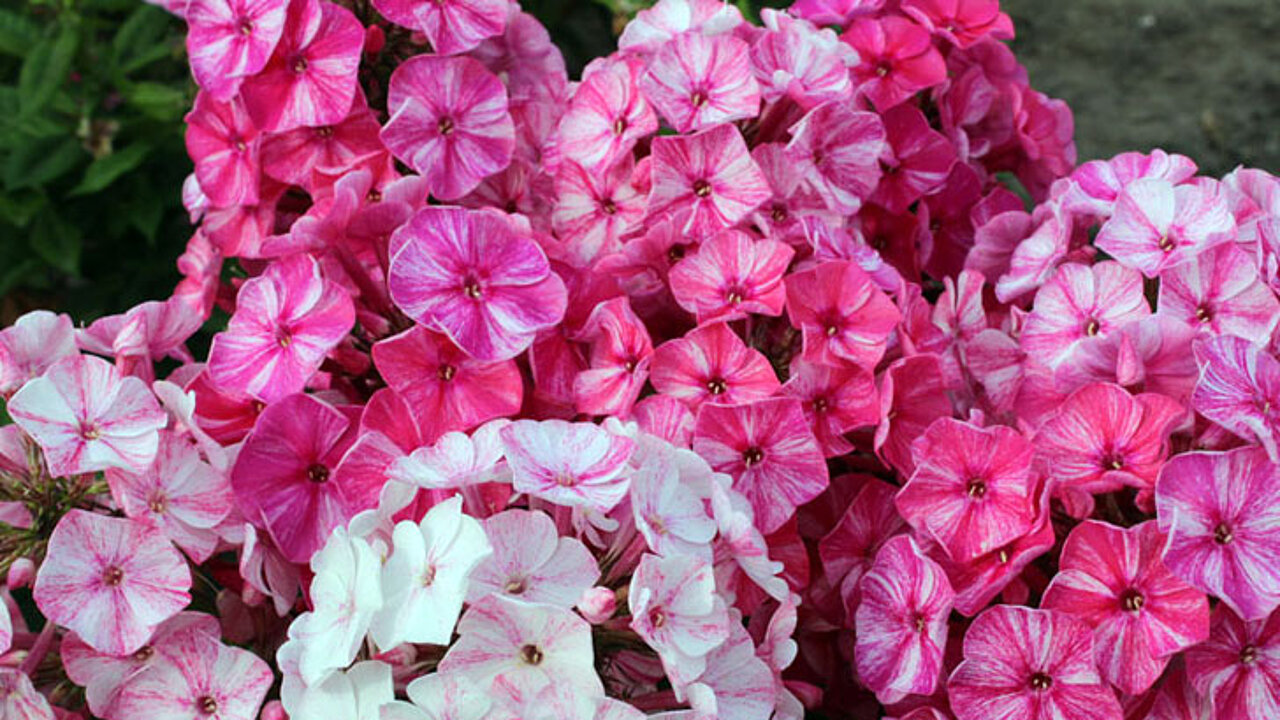 Phlox