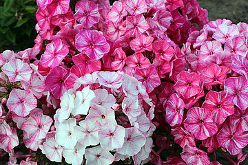 Phlox