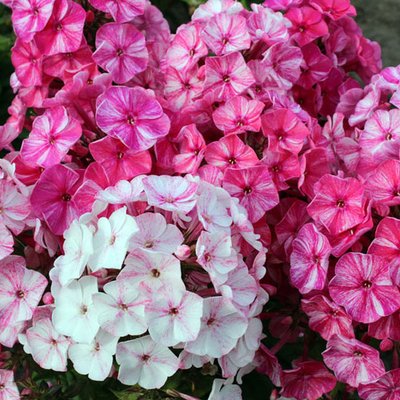 Phlox