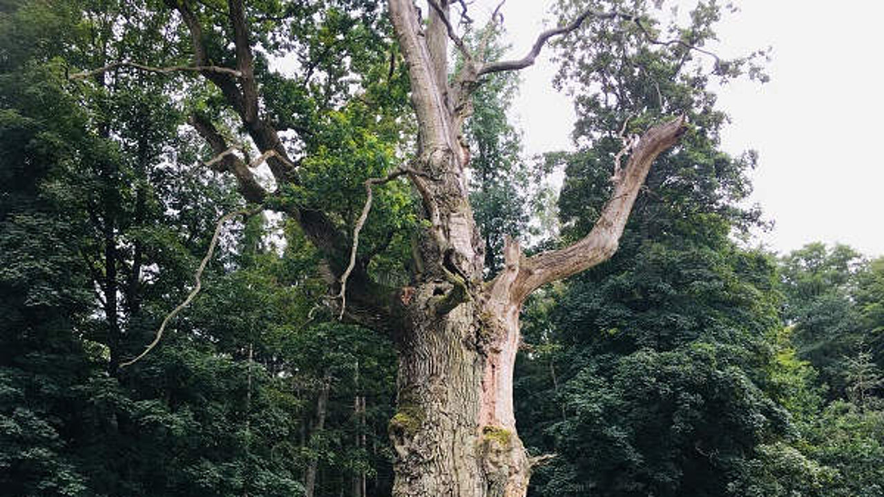 Habitatbaum