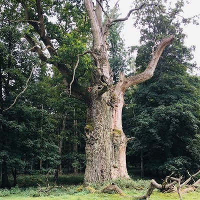 Habitatbaum