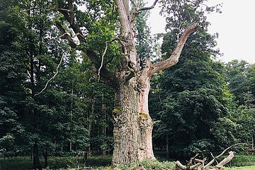 Habitatbaum