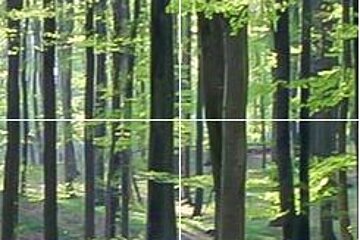 Wald