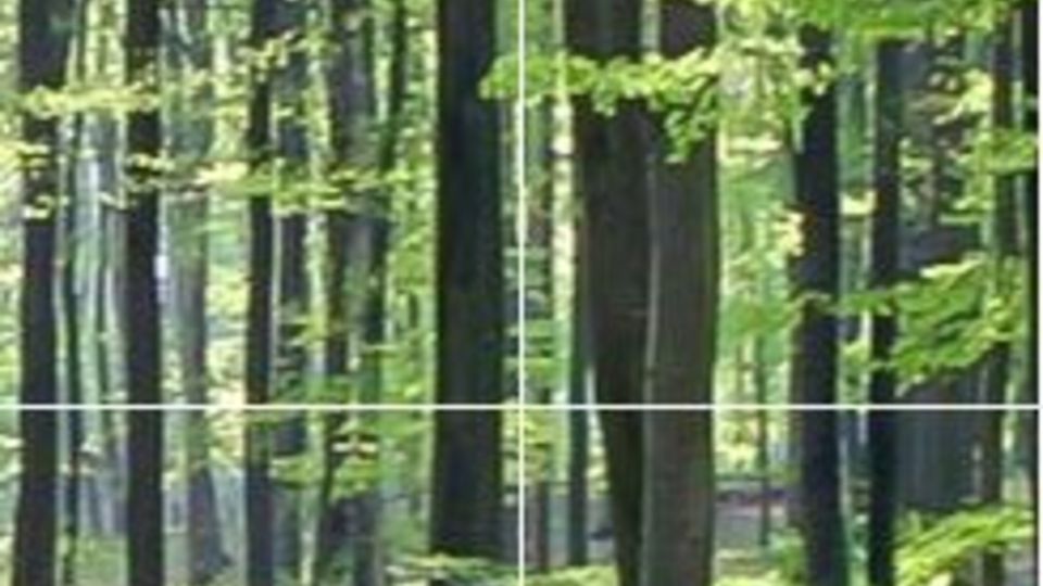 Wald