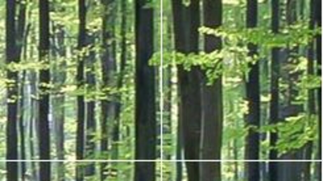 Wald