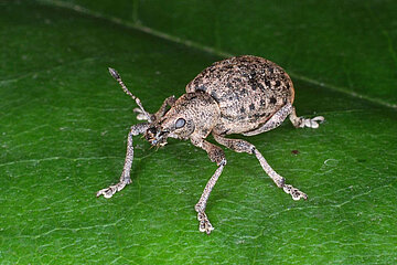 Dickmaulrüssler