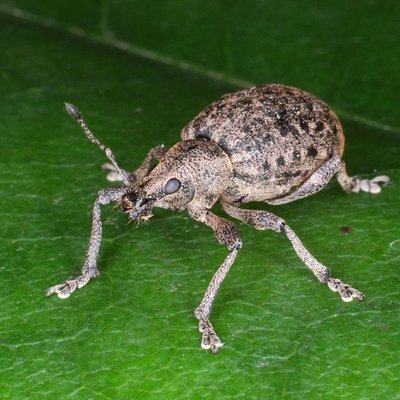 Dickmaulrüssler