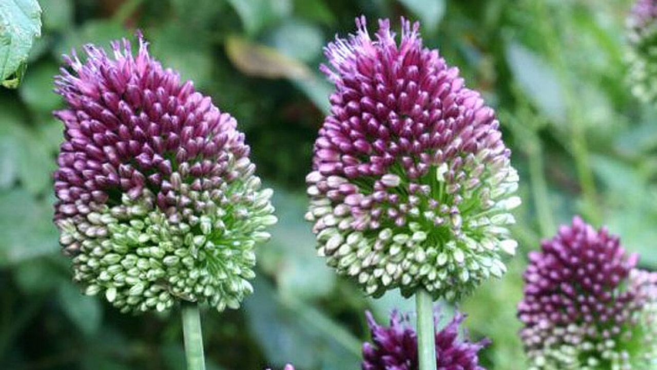 Allium sphaerocephalon