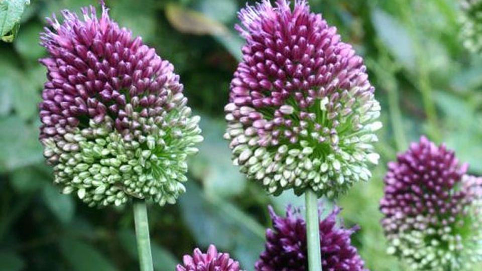 Allium sphaerocephalon
