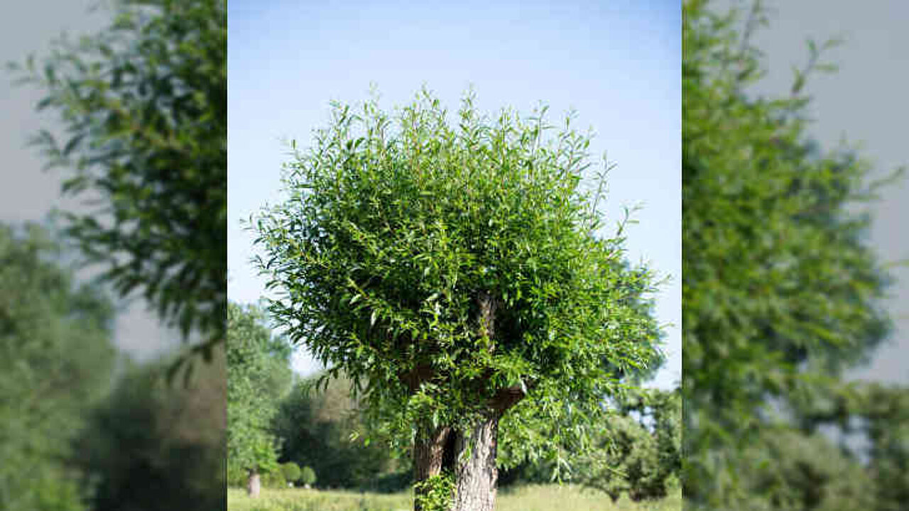 Salix alba