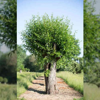 Salix alba