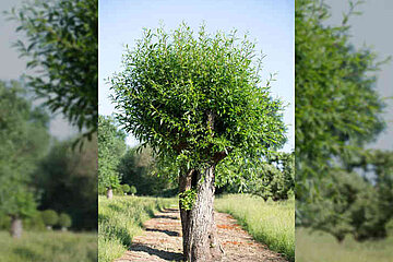 Salix alba