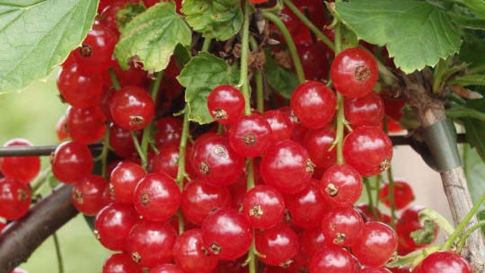 Johannesbeeren