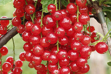 Johannesbeeren