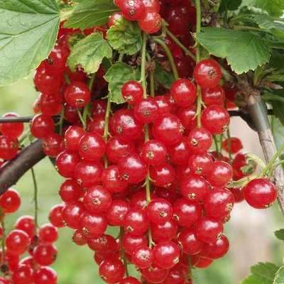 Johannesbeeren
