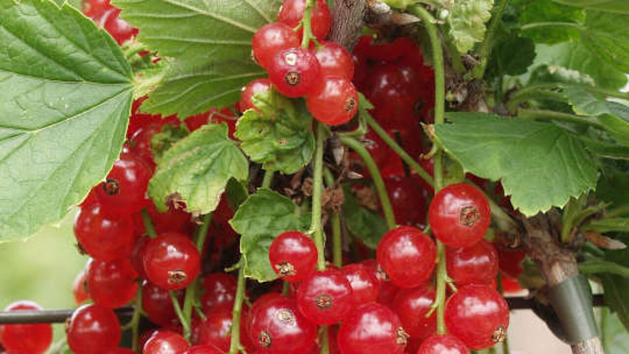 Johannesbeeren