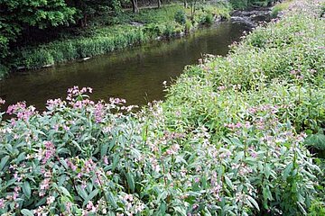 Drüsige Springkraut