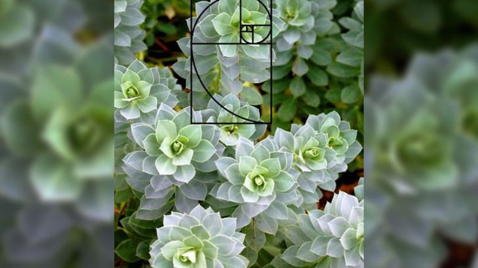 Walzen-Wolfsmilch (Euphorbia myrsinites)