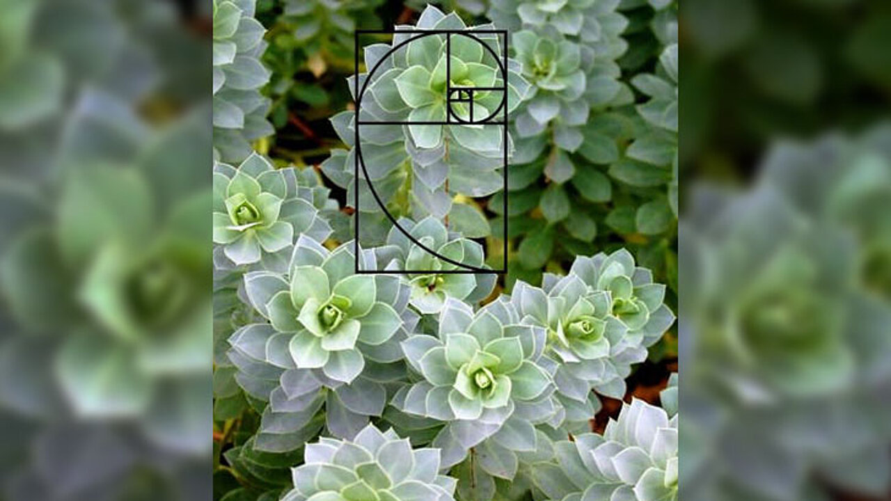 Walzen-Wolfsmilch (Euphorbia myrsinites)