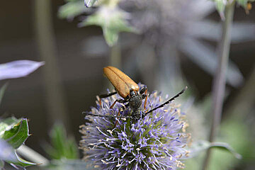 Insekt auf Blüte