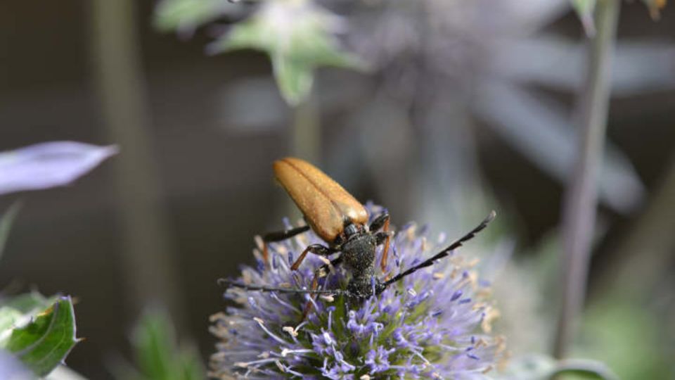 Insekt auf Blüte