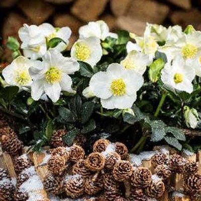 Helleborus Christmas Carol