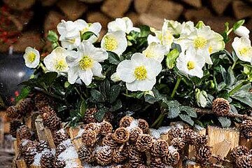 Helleborus Christmas Carol