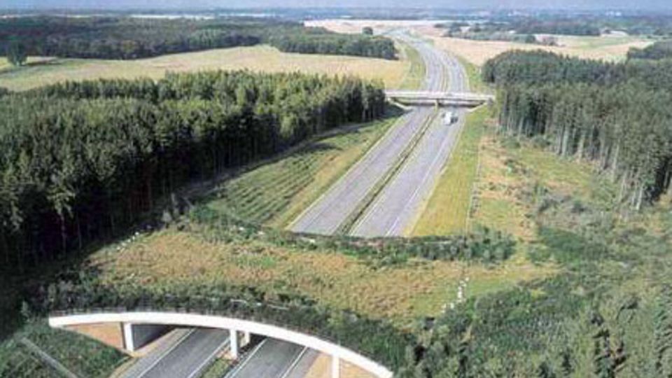 Wildbrücke