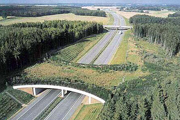 Wildbrücke