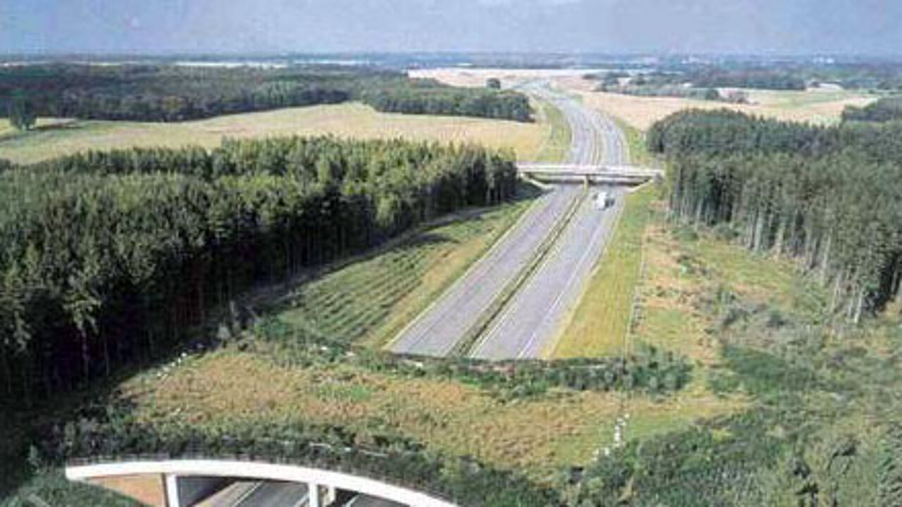 Wildbrücke