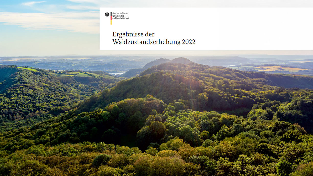 Waldzustandserhebung
