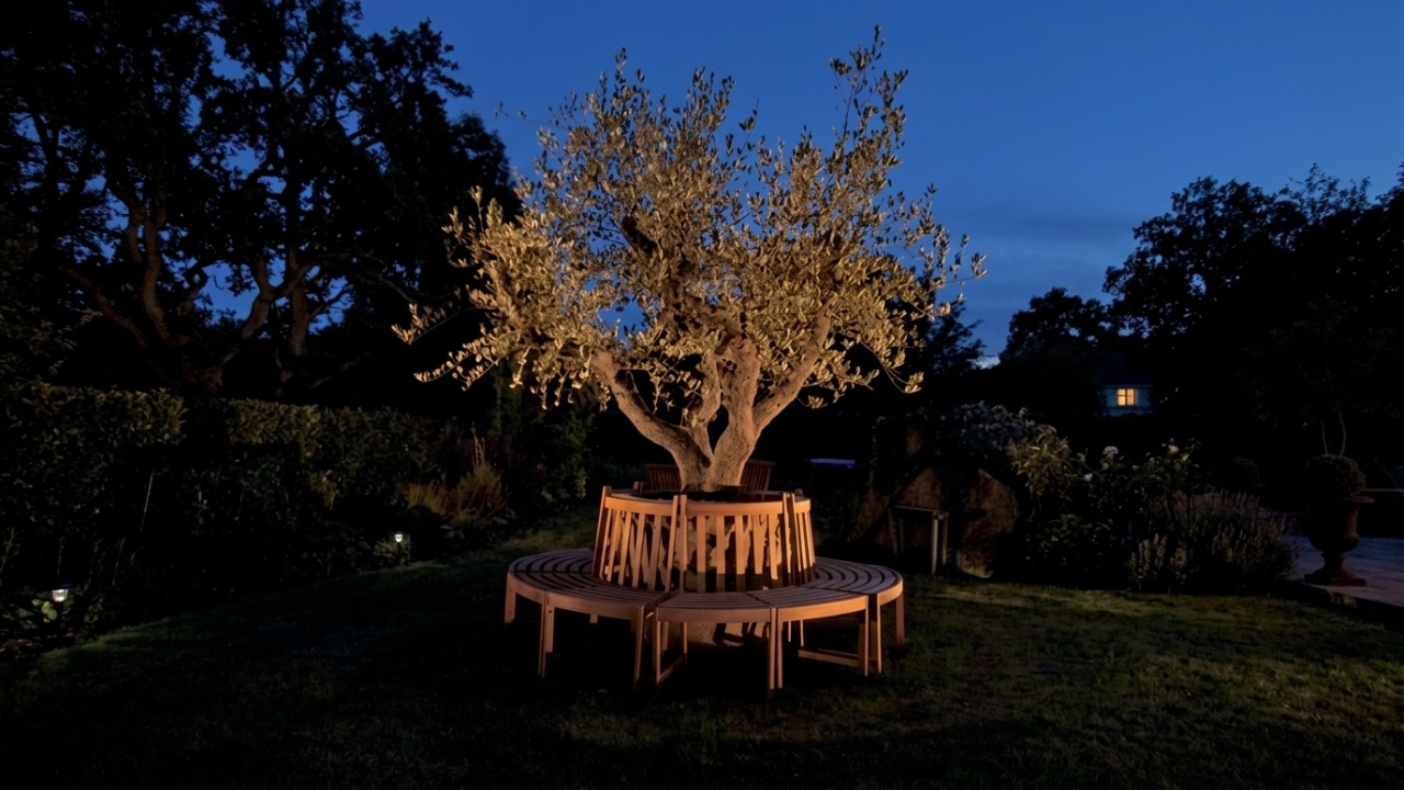 Re-natur Baum beleuchteter Baum