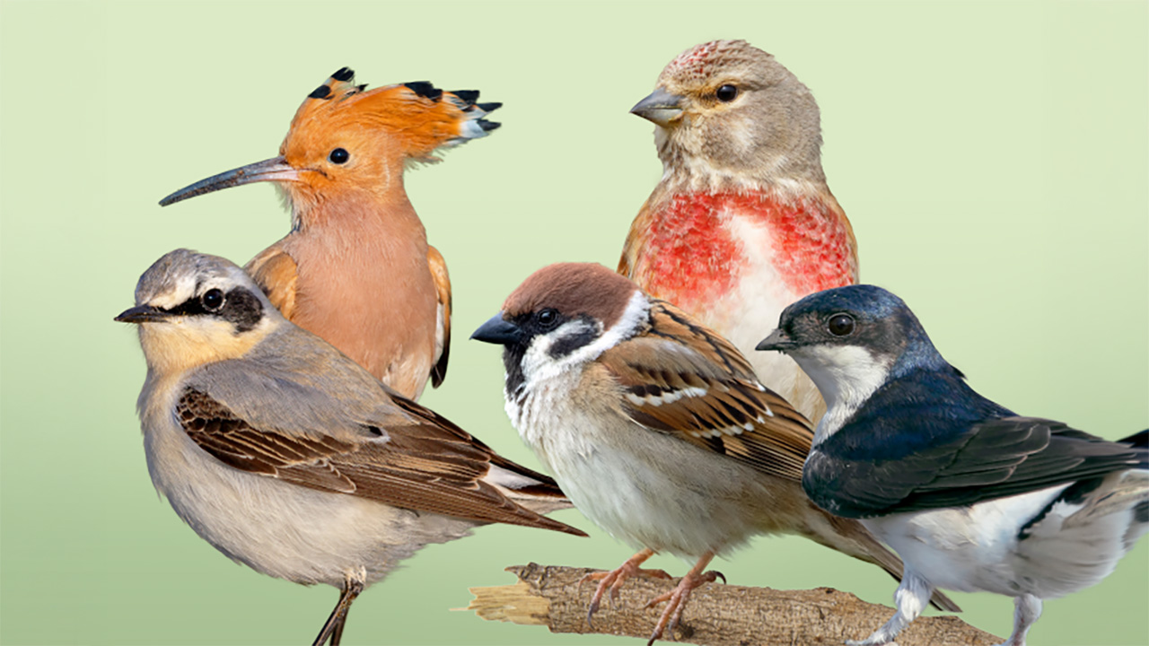 Bird-O-Mat