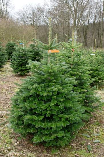 Das sind die beliebtesten Weihnachtsbäume