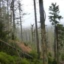 Klimakrise erlaubt keine falsche Waldschwärmerei