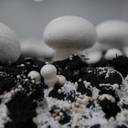 Kulturpilzanbauer wollen Ernährungsallrounder Pilze trotz Energieknappheit produzieren