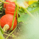Kürbis: Leckere Fruchtgiganten mit Gruselpotenzial