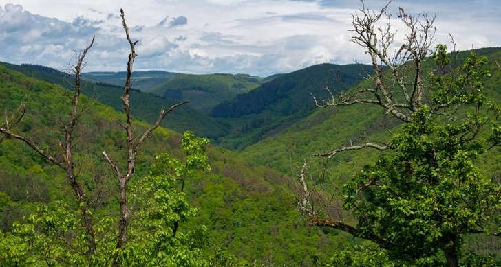 Entwicklung eines Naturwaldverbundes: neues Naturschutzgroßprojekt im Wispertaunus