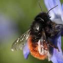 Bundestag und Bundesrat beschließen Maßnahmen für mehr Insektenschutz