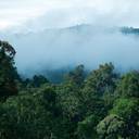 Wald in Malaysia