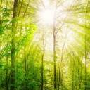 Bundesumweltministerium will Erhalt von artenreichen und klimastabilen Wäldern honorieren