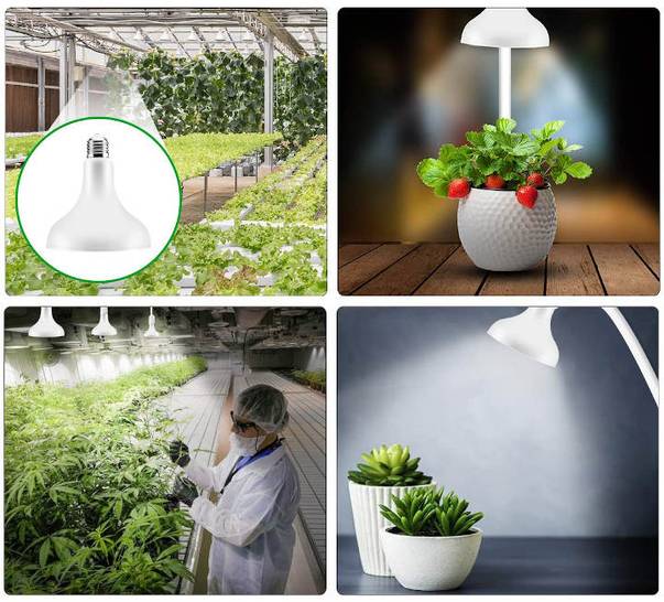 Eine Lampe für alle Pflanzen: Schnelleres Wachstum mit Sonnenlicht