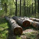 Nachhaltige Holznutzung