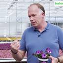 Profigärtner geben Tipps für die Praxis - Neue Videos zur Torfminderung im Gartenbau