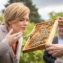 Mit Forschung Bienen und Insekten schützen