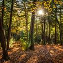 Waldeigentümer wenden sich gegen das „Märchen von der Holzknappheit“