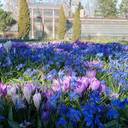 Botanischer Garten Karlsruhe: Blaues Blütenmeer im Botanischen Garten